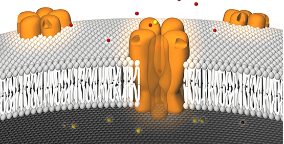 Tests de potentiel membranaire