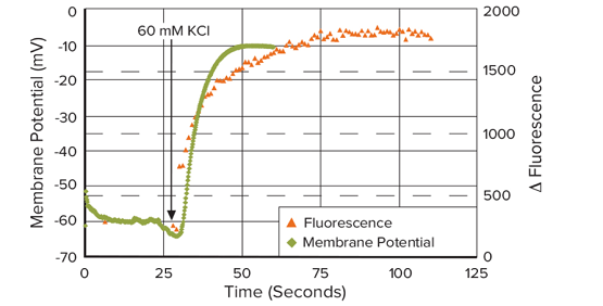 Mesure du potentiel membranaire