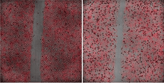 Analysez la surface cellulaire à l’aide d’images par lumière transmise ou en fluorescence