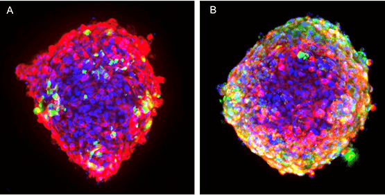 Micro-tissus cardiaques