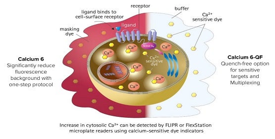 Évaluation du flux de calcium