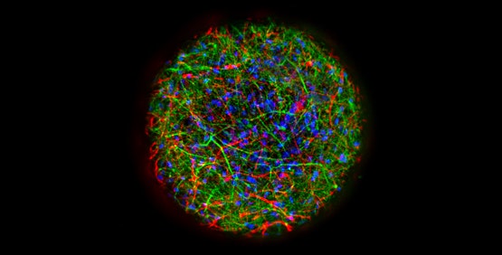 Modèle neuronal 3D