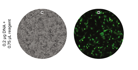 Efficacité de la transfection