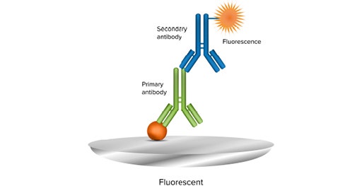 Le test Western Blot par fluorescence utilise un anticorps secondaire conjugué à un fluorophore