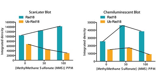 Détection et quantification des protéines avec le système de détection ScanLater Western blot