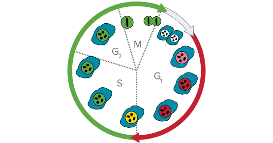 Analyse du cycle cellulaire