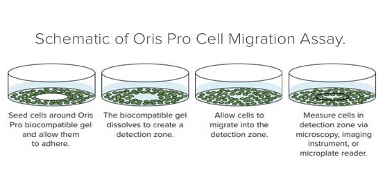 Analyse de la migration cellulaire avec le test Oris Pro