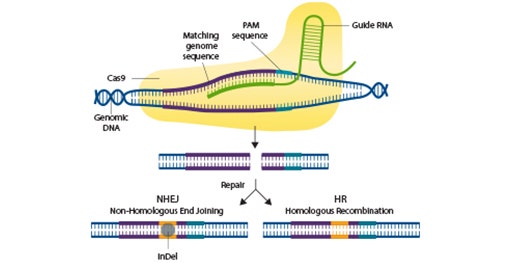 Validez les cellules éditées par CRISPR à l’aide de l’imagerie et de la détection par Western Blot