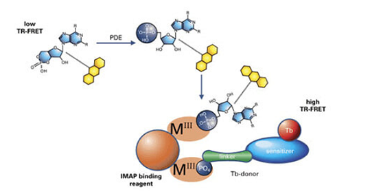 Kinases, phosphatases et phosphodiestérases