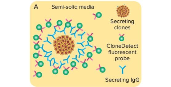 Titre et criblage pour la productivité de clones