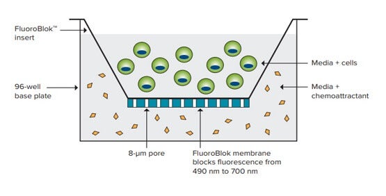 Évaluez la migration cellulaire avec FluoroBlok