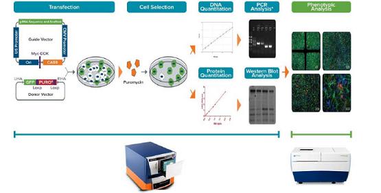 Expériences d’édition génomique CRISPR/Cas9