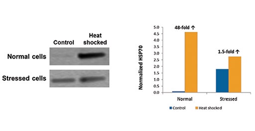 Puits pour Western blot : Recherches sur la réponse au choc thermique cellulaire