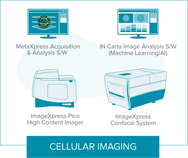 Imagerie cellulaire