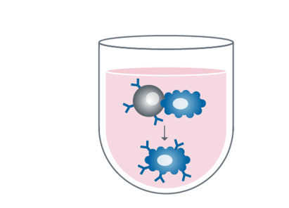 Fusion pour la formation d’hybridomes