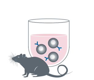 Immunisation et isolation des splénocytes