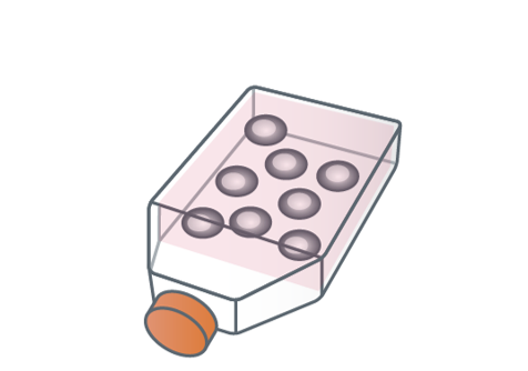 Préparation de cellules de myélome