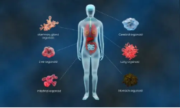 Édition génomique dans les organoïdes