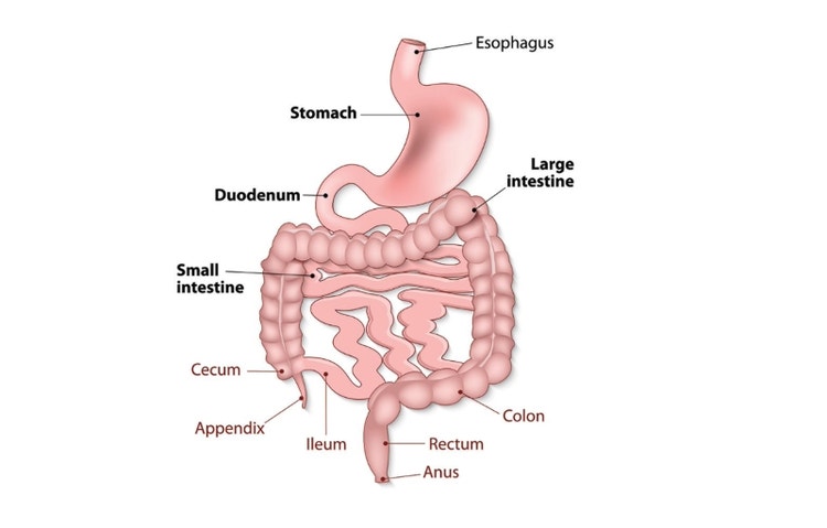 Le tractus gastro-intestinal (image de l’Université des soins de santé du Missouri)