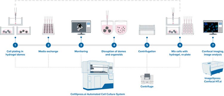 Automated Workflow of 3D Intestinal Organoids Culture with CellXpress.ai