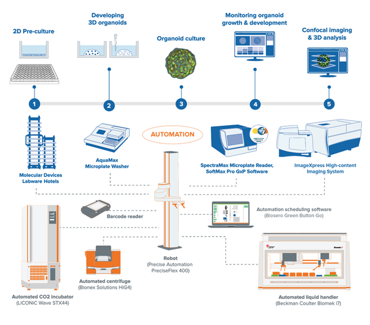 Protocole d’automatisation des flux de travail de biologie 3D 