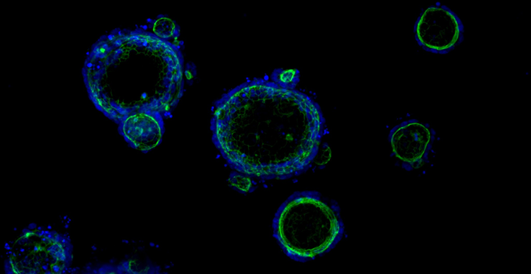 Organoïdes 3D Ready