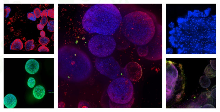 Image d’organoïde cellulaire