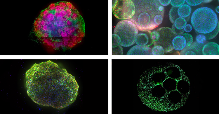 Exemples de modèles cellulaires 3D en haut à gauche : organoïdes cérébraux, organoïdes pulmonaires, cardiooïdes (organoïdes cardiaques) et modèle hépatique 3D.