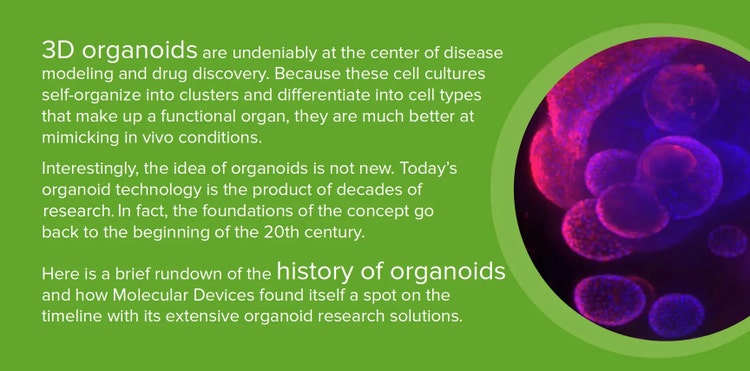 3D-organoïdes-organoïdes-recherche-historique