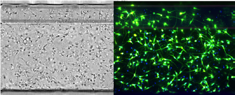 Neurones iCell dans OrganoPlate