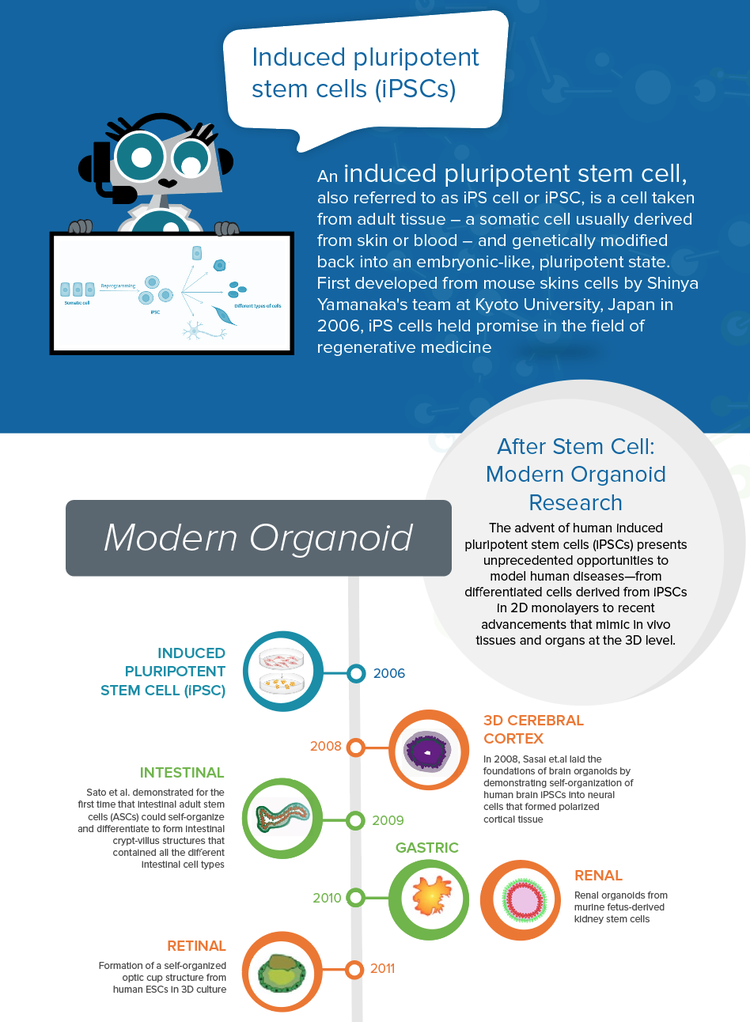 Cellules souches  : Recherche moderne sur les organoïdes
