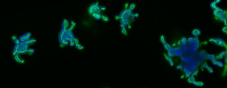 Science des cellules souches