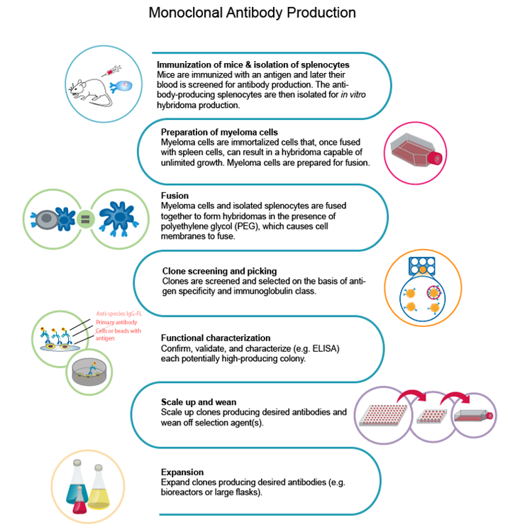 Production d'anticorps monoclonaux, mAb