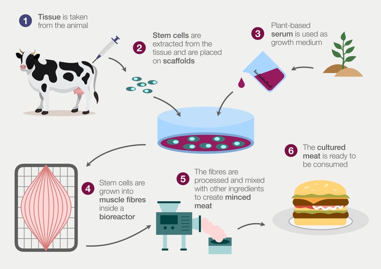 The process of cultivating cell-cultured meat, from animal tissue extraction to the final product, ready to be consumed