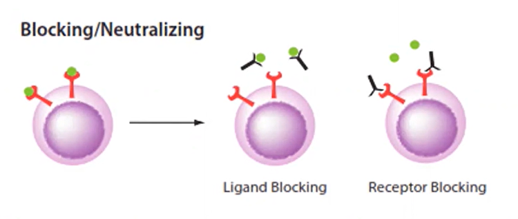 Les anticorps neutralisants empêchent le virus de pénétrer dans la cellule en se liant à la protéine Spike