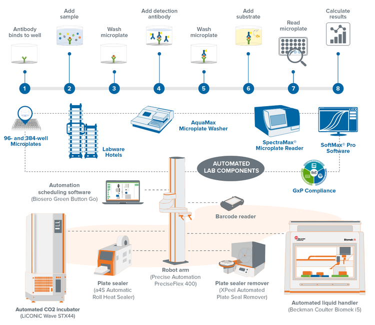 Automation-ready ELISA workflow