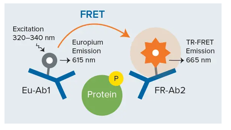 Test immunologique en sandwich THUNDER TR-FRET