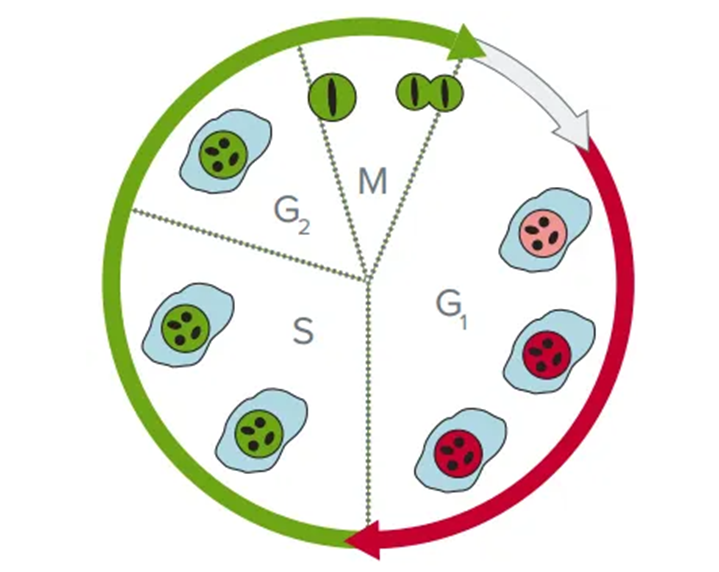 analyse du cycle cellulaire