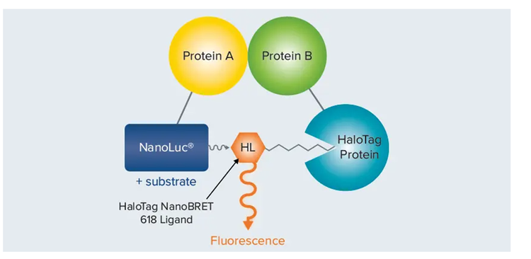 Test NanoBRET