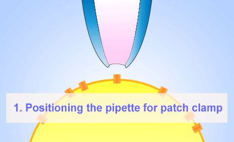 Illustration de la technique patch-clamp sur cellule