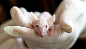 Animal Testing in Drug Development