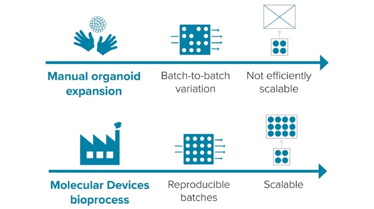 Procédé d’expansion d’organoïdes – efficace, reproductible, évolutif