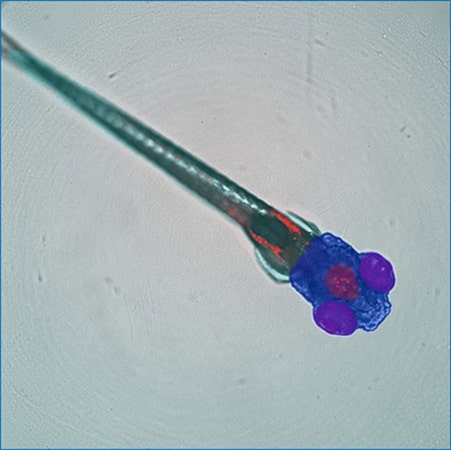 Les modèles d’apprentissage profond SINAP personnalisés segmentent des régions spécifiques (corps entier, tête, yeux, cerveau) d’un embryon de poisson-zèbre dans une image en lumière transmise.