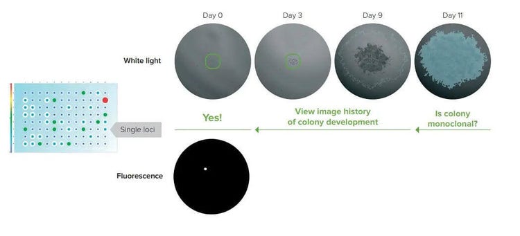Le CloneSelect Imager FL vérifie la monoclonalité