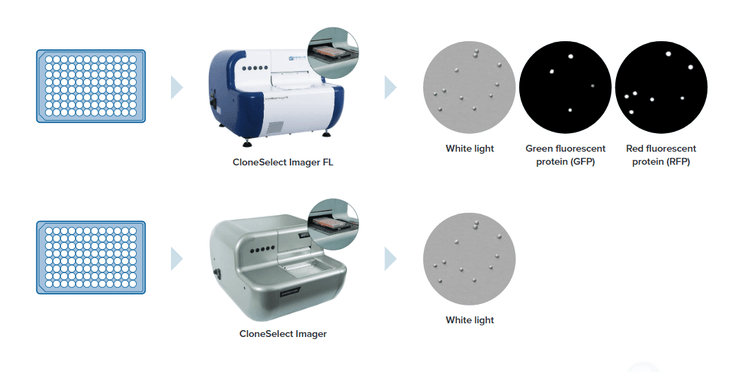 Optimisation des processus de développement clonal grâce au CloneSelect Imager FL