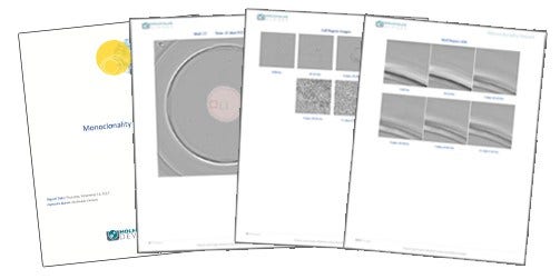 Rapports de monoclonalité