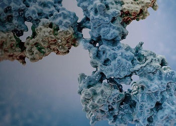 Flux de travail d’hybridome pour la découverte d’anticorps