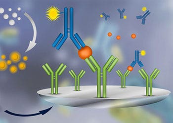 Dosage d’immunoabsorption enzymatique (ELISA)