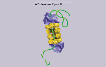 Quantification des protéines Nanoorange