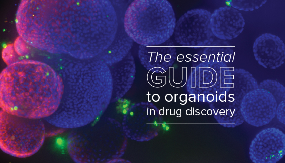 Le guide essentiel des organoïdes dans la découverte de médicaments